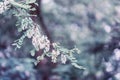 White acacia flowering. Robinia pseudoacacia, false acacia, black locust, modern toned summer background