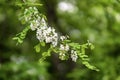 White acacia flowering. Robinia pseudoacacia, false acacia, black locust, summer background. With place for your text