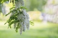 White acacia flowering, sunny day. Abundant flowering acacia branch of Robinia pseudoacacia, false acacia, black locust