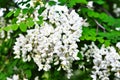 White acacia flowers