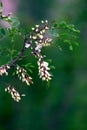 White acacia flowers