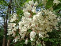 White acacia flowers black locust -Robinia pseudoacacia- close-up.