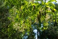 White Acacia Flowers, Blooming Robinia Pseudoacacia, False Acacia or Black Locust