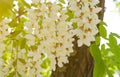 White Acacia Flowers, Blooming Robinia Pseudoacacia, False Acacia or Black Locust