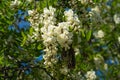 White Acacia Flowers, Blooming Robinia Pseudoacacia, False Acacia or Black Locust