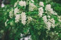 White acacia flowers