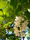 White Acacia flowers that hang on a tree branch, with green leaves.