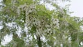 White acacia flowers on a acacia tree on a sunny summer day.