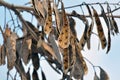 White acacia pods with seeds