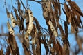 White acacia pods with seeds_4