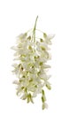 White acacia or Robinia flowers on a branch isolated on a white background