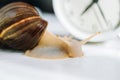 White achatina snail with dark shell crawling near white alarm clock on white background with shadow. Clock and giant african Royalty Free Stock Photo