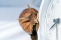 White achatina snail with dark shell crawling near white alarm clock on white background with shadow. Clock and giant african Royalty Free Stock Photo