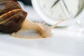 White achatina snail with dark shell crawling near white alarm clock on white background with shadow. Clock and giant Royalty Free Stock Photo