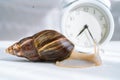 White achatina snail with dark shell crawling near white alarm clock on white background with shadow. Clock and giant Royalty Free Stock Photo