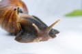 White achatina snail with dark shell crawling near white alarm clock on white background with shadow. Clock and giant Royalty Free Stock Photo