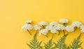 White achillea (common yarrow) flowers flat lay on a yellow background with copy space.