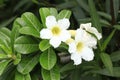 White Adenium blooming or Adenium obesum