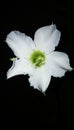 White adenium flower