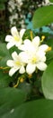 White adenium flowers are very beautiful and charming. Royalty Free Stock Photo