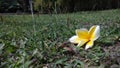 White adenium on a grass field