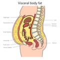 White adipose tissue diagram medical science Royalty Free Stock Photo