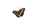 white admira, limenitis camilla, butterfly on white background Royalty Free Stock Photo