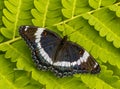 White Admiral