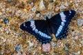 White admiral, black butterfly in forest in Quebec, Canada Royalty Free Stock Photo
