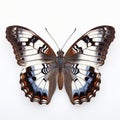 White Admiral Butterfly A Beautiful Symbol Of Orderly Symmetry