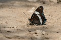 White Admiral Butterfly - Limenitis arthemis Royalty Free Stock Photo