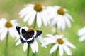 White Admiral Butterfly on Cone Flowers