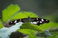 White Admiral butterfly