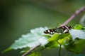 White Admiral butterfly