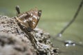 White Admiral butterfly