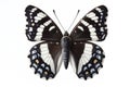 White Admiral Butterfly isolated on solid white background. ai generative