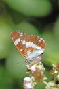 White admiral butterfly, Limenitis camilla