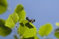 White admiral butterfly, Limenitis camilla Royalty Free Stock Photo