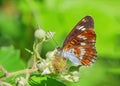 White Admiral butterfly -Limenitis camilla in a Worcestershire woodland.