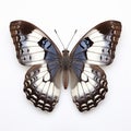 White Admiral Butterfly: Papua New Guinea Art Inspired Minimalist Image