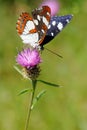 White admiral (Limenitis camilla) Royalty Free Stock Photo
