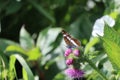 A white Admiral on Thistle