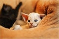 White adorable devon rex baby kitty closed up, so small