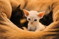 White adorable devon rex baby kitty closeup, so small cat