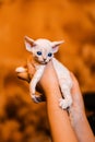 White adorable devon rex baby kitty hold by woman`s hand, the cat has amazing dark blue eyes