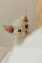 White adorable devon rex pup cat portrait Royalty Free Stock Photo