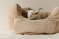 White adorable devon rex pup cat sleeping on pillow
