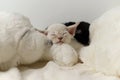 White adorable devon rex pup kitty sleeping on pillow,smile face happy cat Royalty Free Stock Photo
