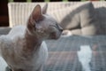 White adorable devon rex sleeping on a table