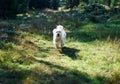White adorable dog playing in forest on sunny day